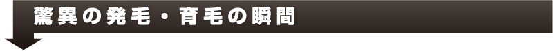 驚異の発毛・育毛の瞬間